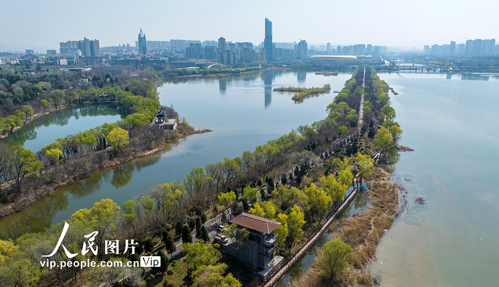 3月25日，河南三門峽市，三門峽天鵝湖國家城市濕地公園春光旖旎，垂柳抽出嫩綠新芽，湖面碧波蕩漾，春景如畫。孫猛/人民圖片