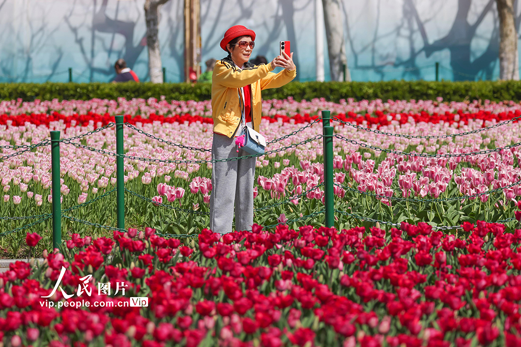3月24日，上海，大寧公園內的郁金香盛開，五彩花海美不勝收，吸引不少市民慕名而來。王初/人民圖片