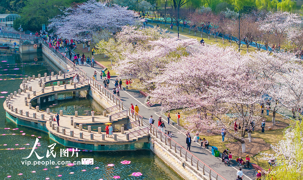 3月24日，湖北武漢西北湖公園，櫻花盛開，美不勝收。薛婷/人民圖片