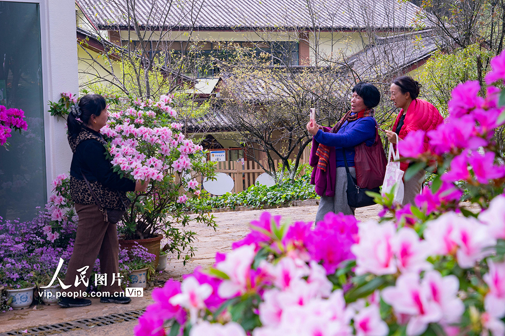 3月22日，云南省昆明市，黑龍潭公園內的杜鵑花相繼綻放，吸引了不少游客前來踏青賞花。鄭益/人民圖片