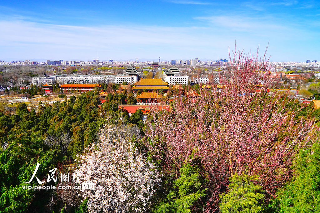 3月20日，北京景山公園山桃花和玉蘭花盛開，成為中軸線上靚麗的風景線。宋家儒/人民圖片
