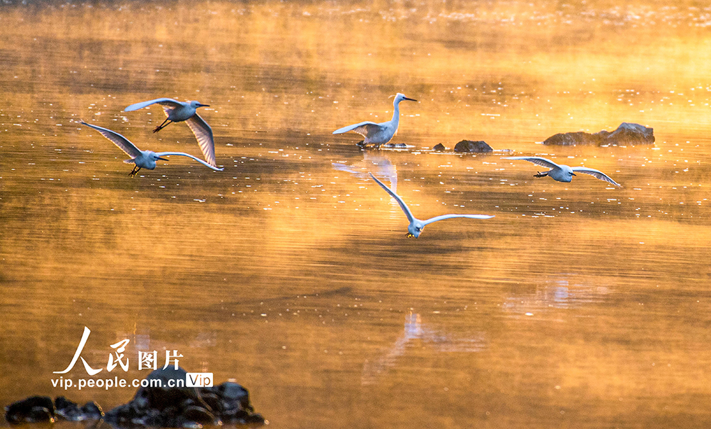 陜西洋縣:漢江岸畔鳥歡舞【2】