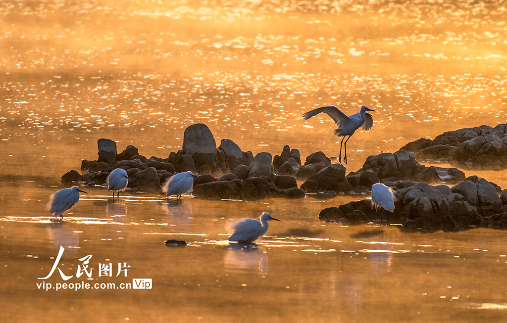 陜西洋縣:漢江岸畔鳥歡舞【3】