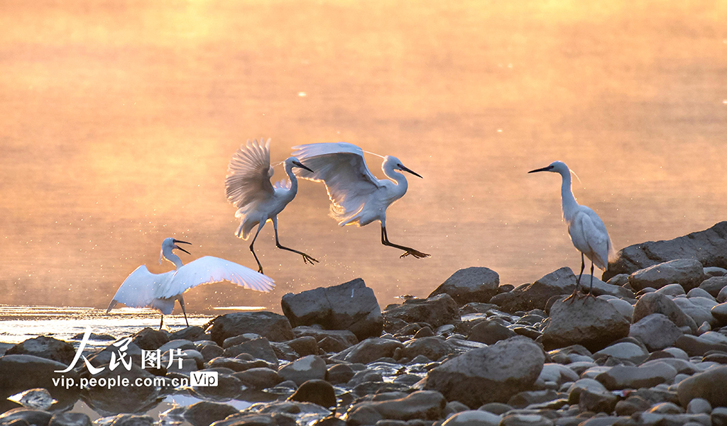 陜西洋縣：漢江岸畔鳥歡舞