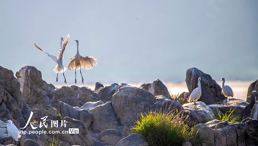 陜西洋縣:漢江岸畔鳥歡舞【4】