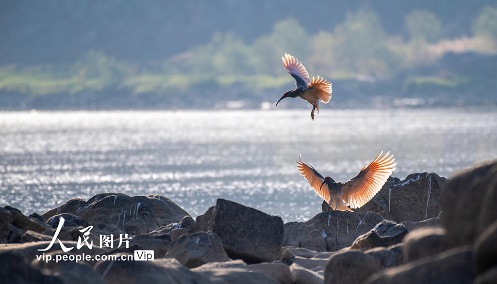 陜西洋縣:漢江岸畔鳥歡舞【6】