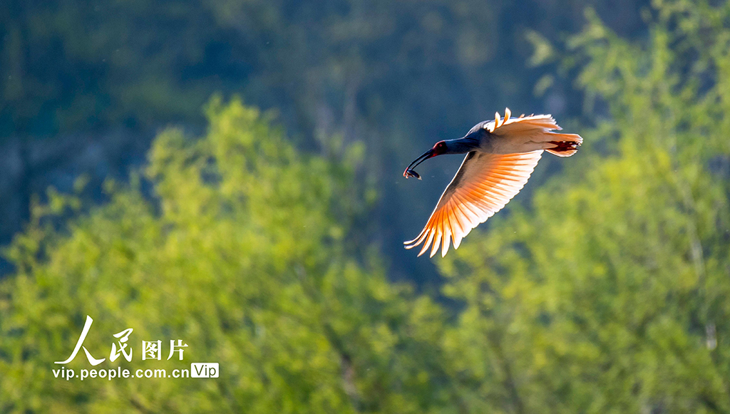 陜西洋縣:漢江岸畔鳥歡舞【7】