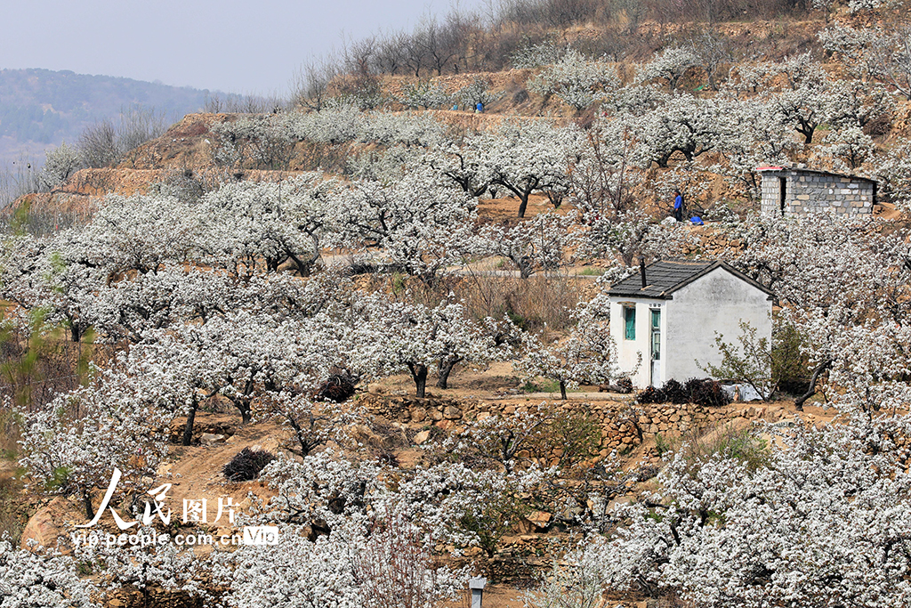 山東泰安:梨花綻放【3】
