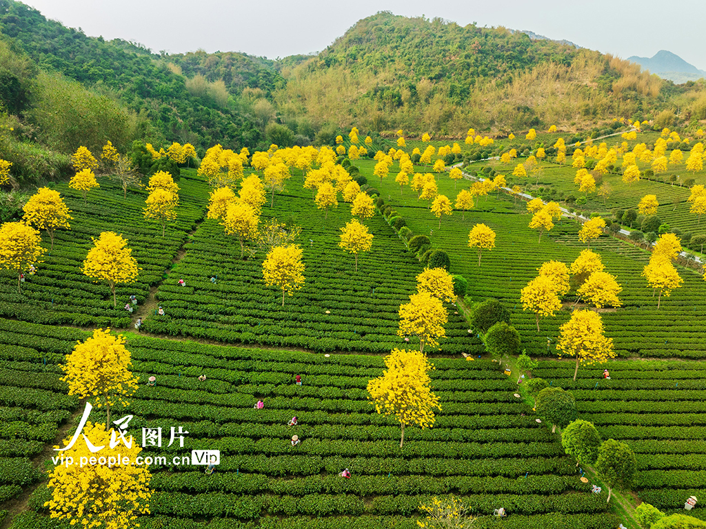 廣東清遠:春茶采摘【2】