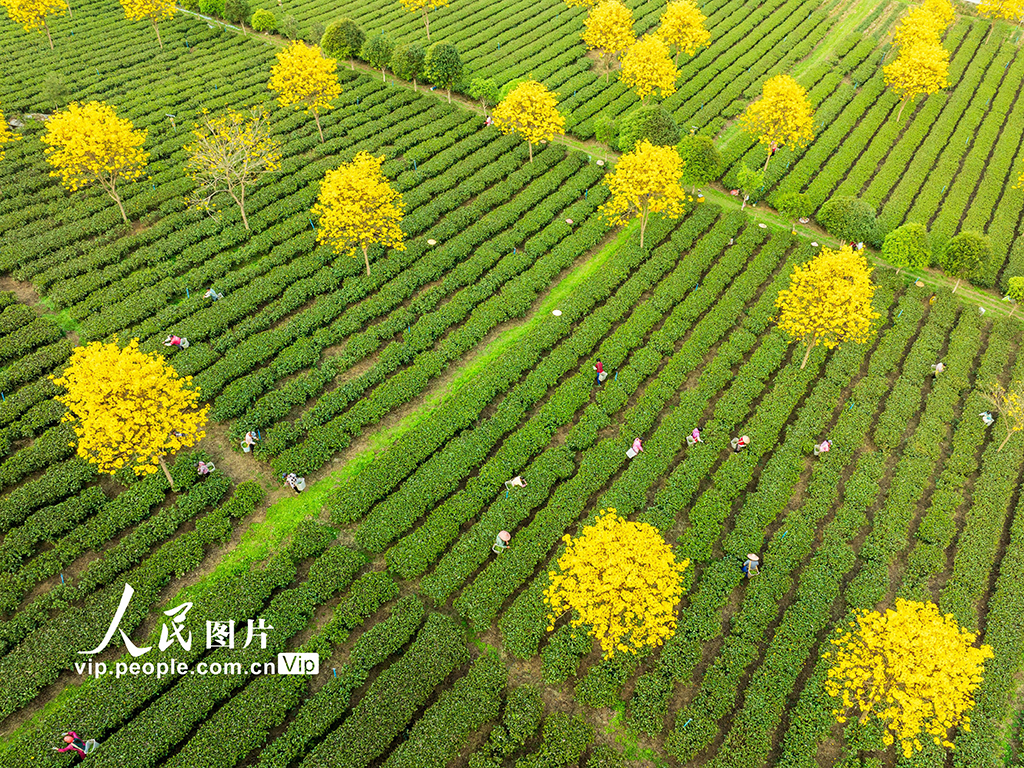 廣東清遠:春茶采摘【4】