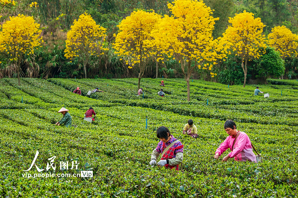 廣東清遠：春茶采摘