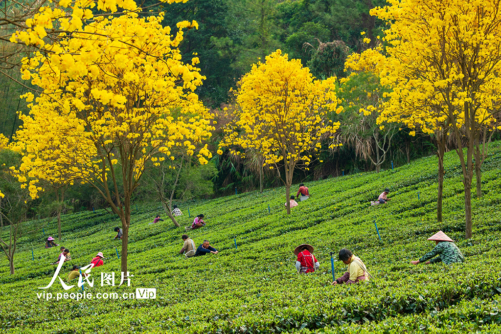 廣東清遠:春茶采摘【3】