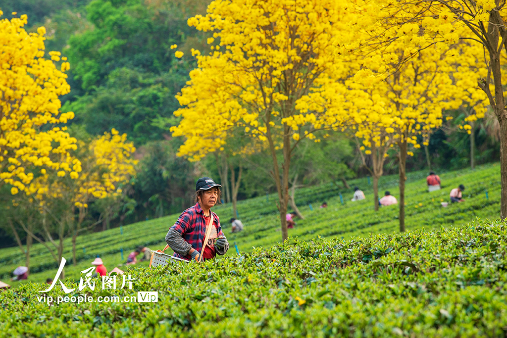 廣東清遠：春茶采摘【5】