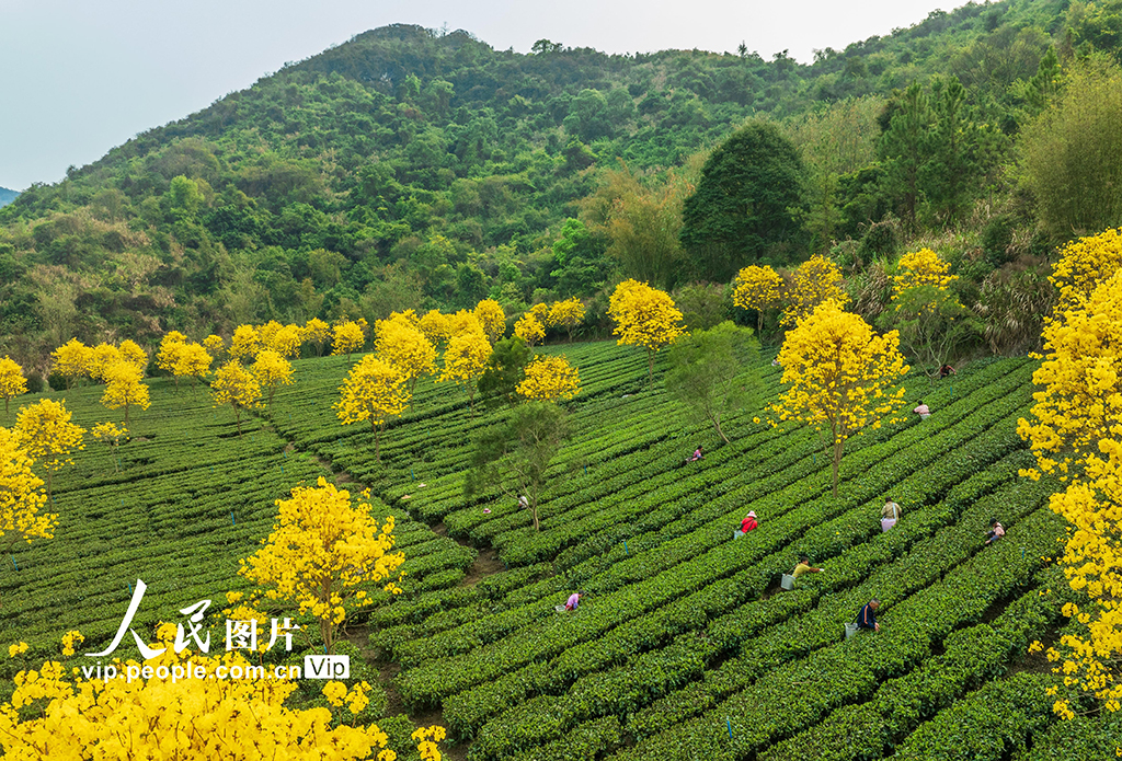 廣東清遠:春茶采摘【6】