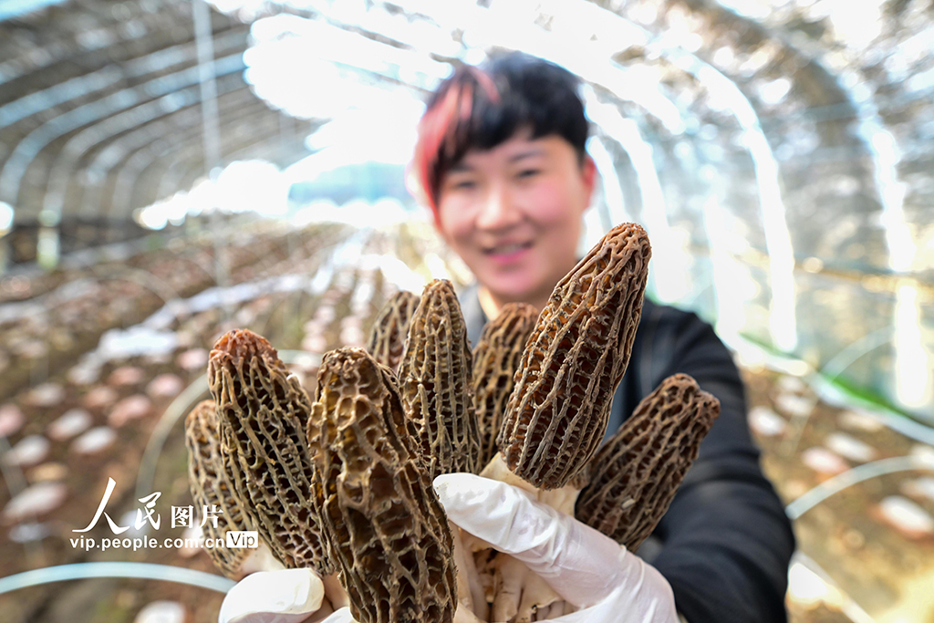 河南新安：羊肚菌搶“鮮”上市