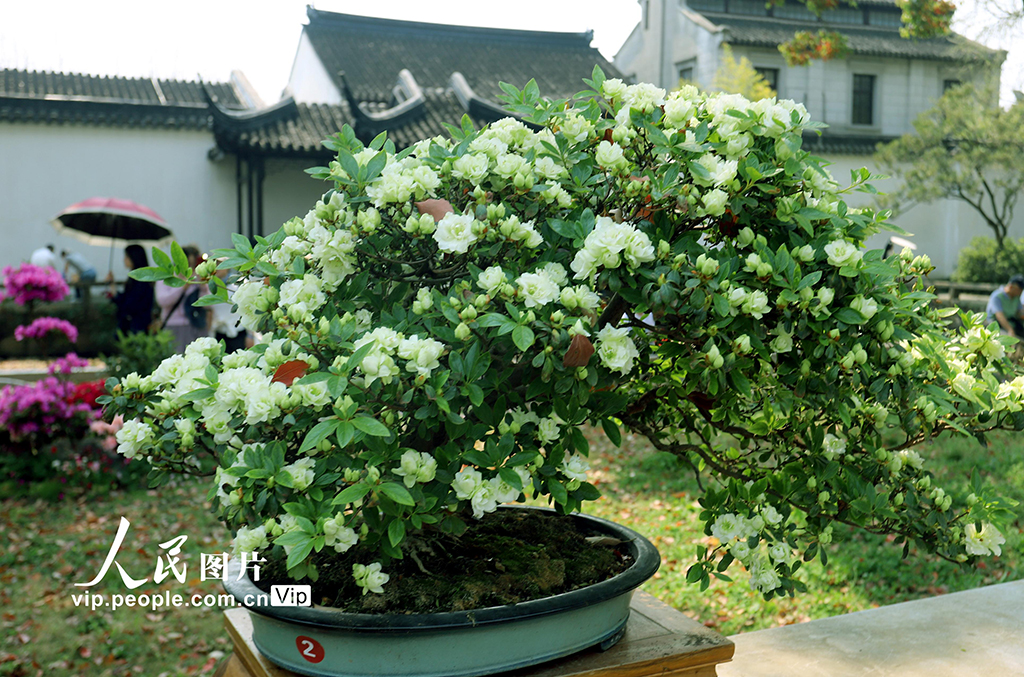 江蘇蘇州:綠色杜鵑亮相拙政園【2】