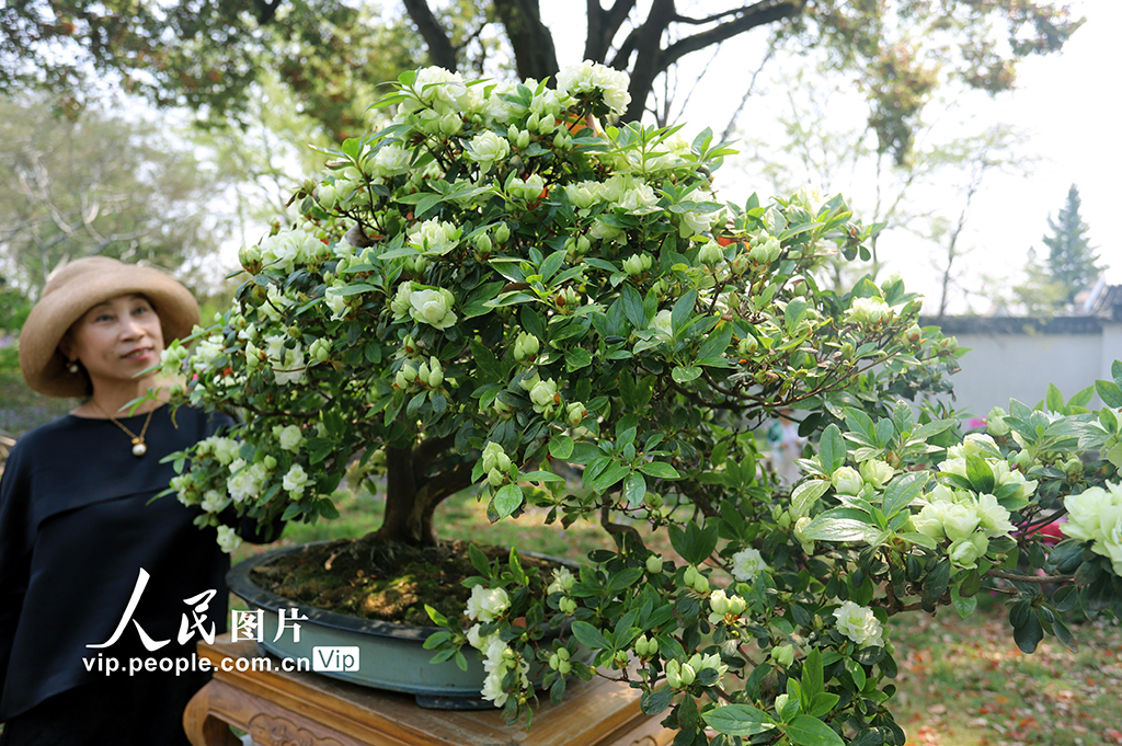 江蘇蘇州:綠色杜鵑亮相拙政園【3】