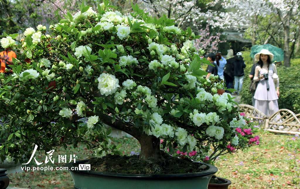 江蘇蘇州:綠色杜鵑亮相拙政園【4】