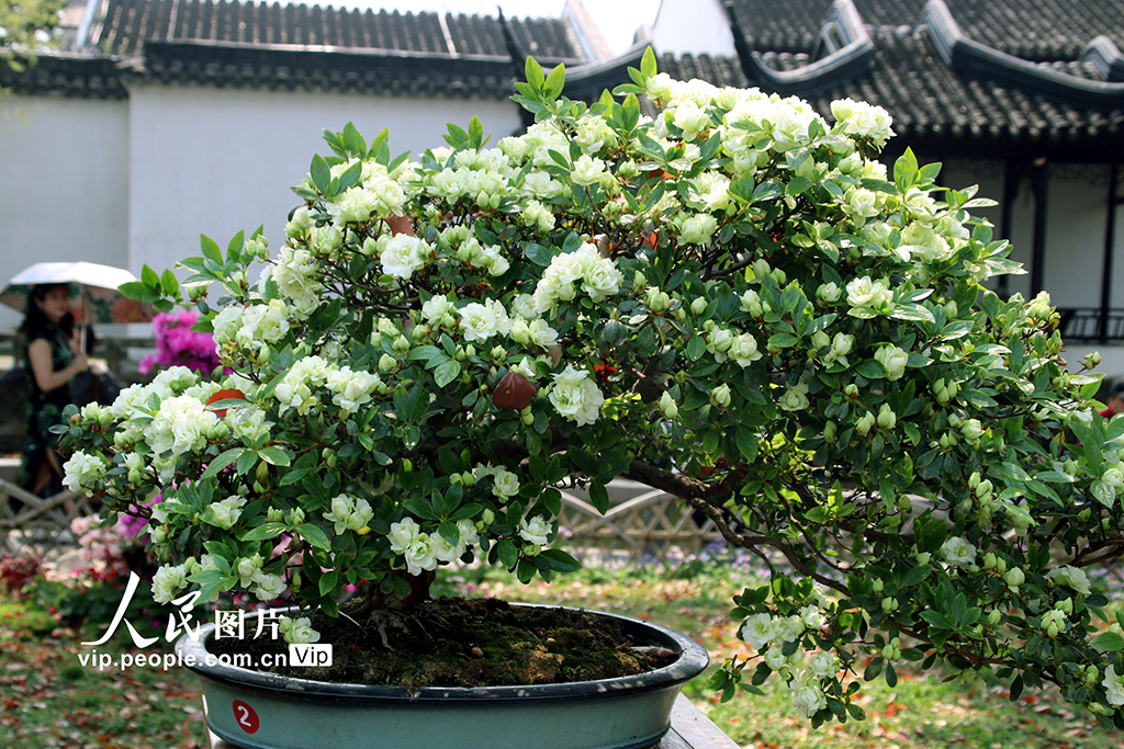 江蘇蘇州:綠色杜鵑亮相拙政園【5】