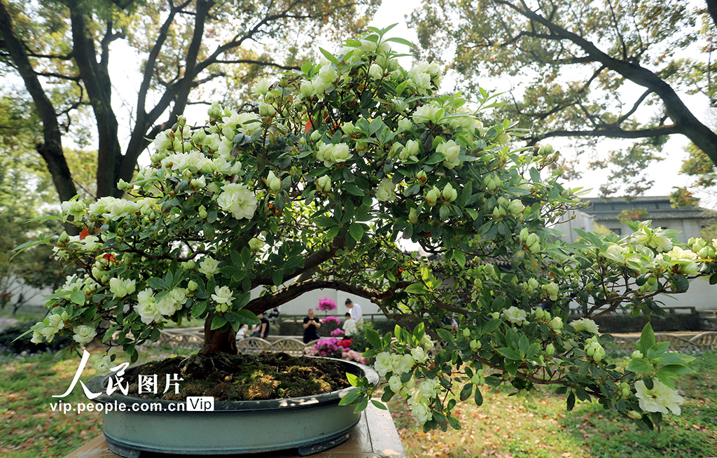 江蘇蘇州：綠色杜鵑亮相拙政園