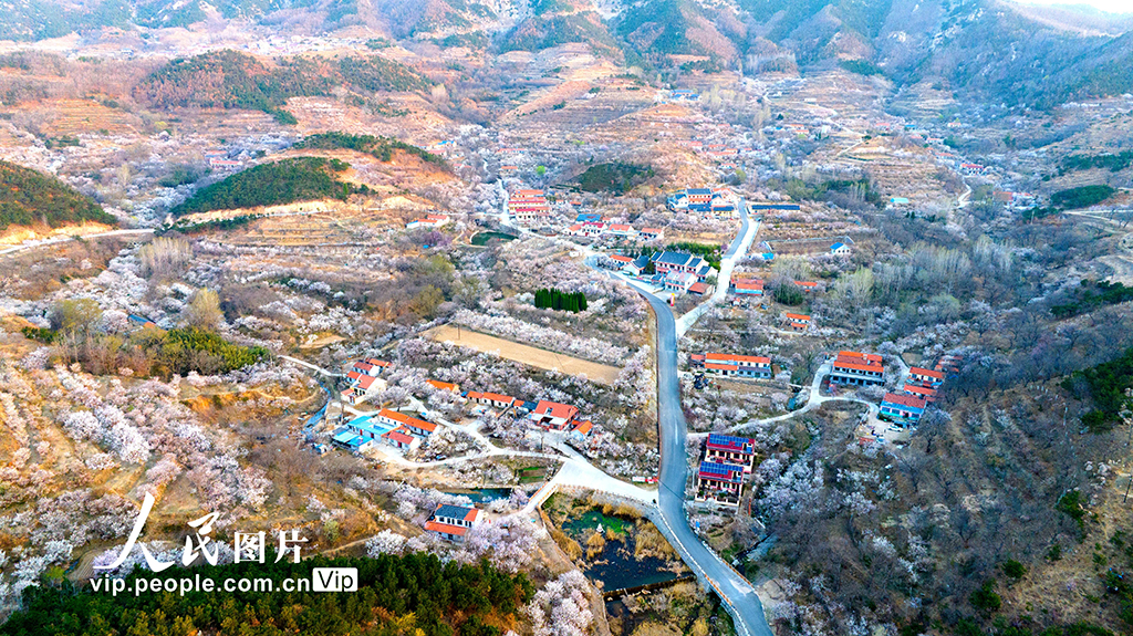 山東青島:櫻花杏花俏爭艷 美麗村莊入畫來【2】