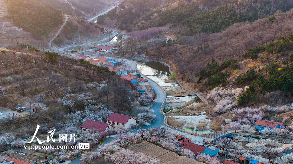 山東青島:櫻花杏花俏爭艷 美麗村莊入畫來【4】