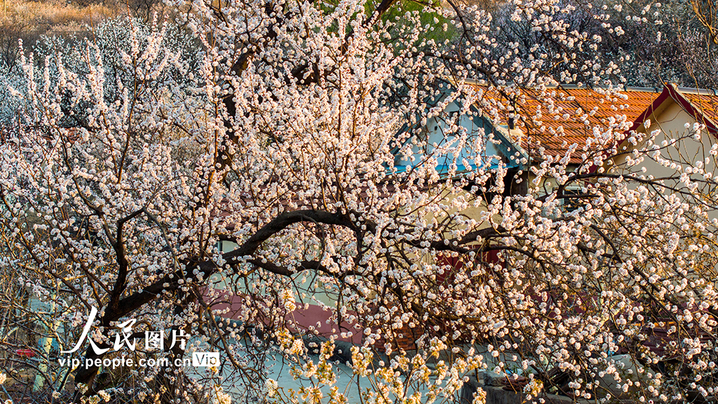 山東青島:櫻花杏花俏爭艷 美麗村莊入畫來【3】