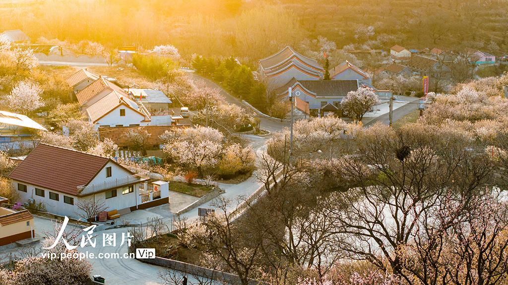 山東青島:櫻花杏花俏爭艷 美麗村莊入畫來【5】