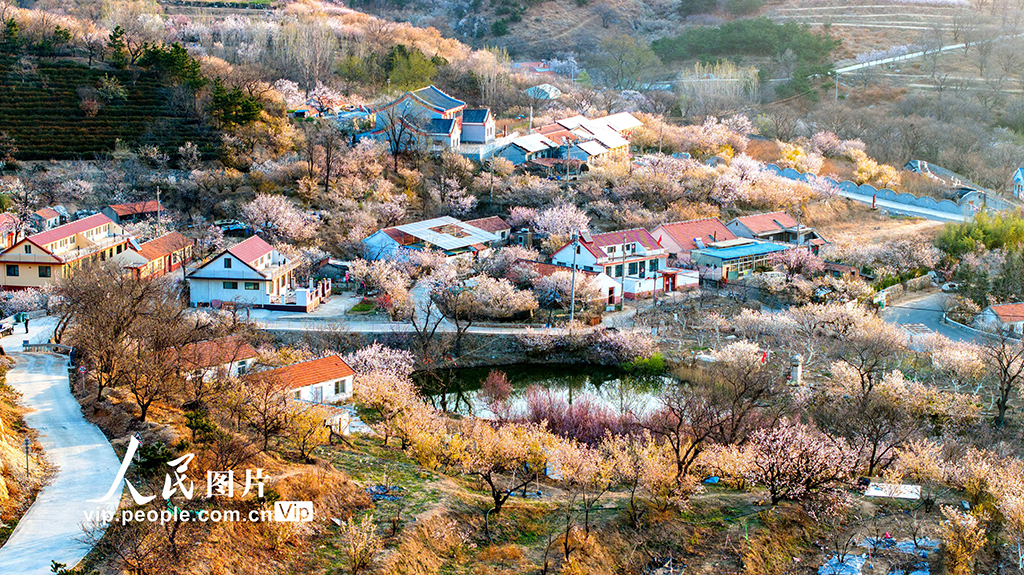 山東青島：櫻花杏花俏爭艷 美麗村莊入畫來