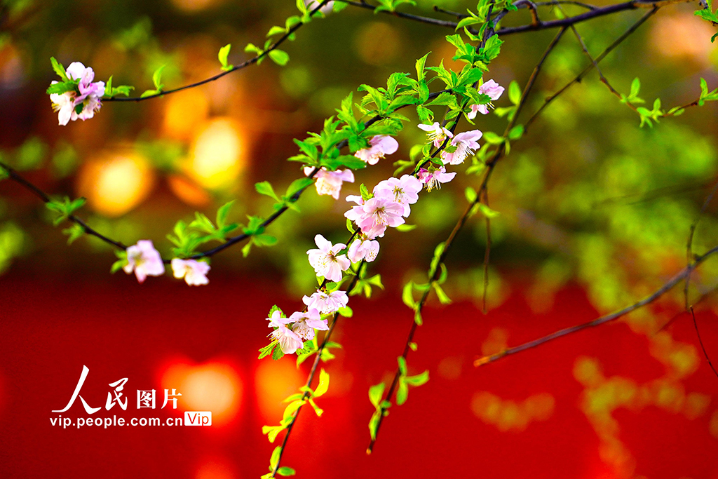 故宮各色春花競相綻放【3】