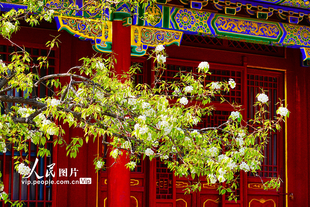 故宮各色春花競相綻放【4】