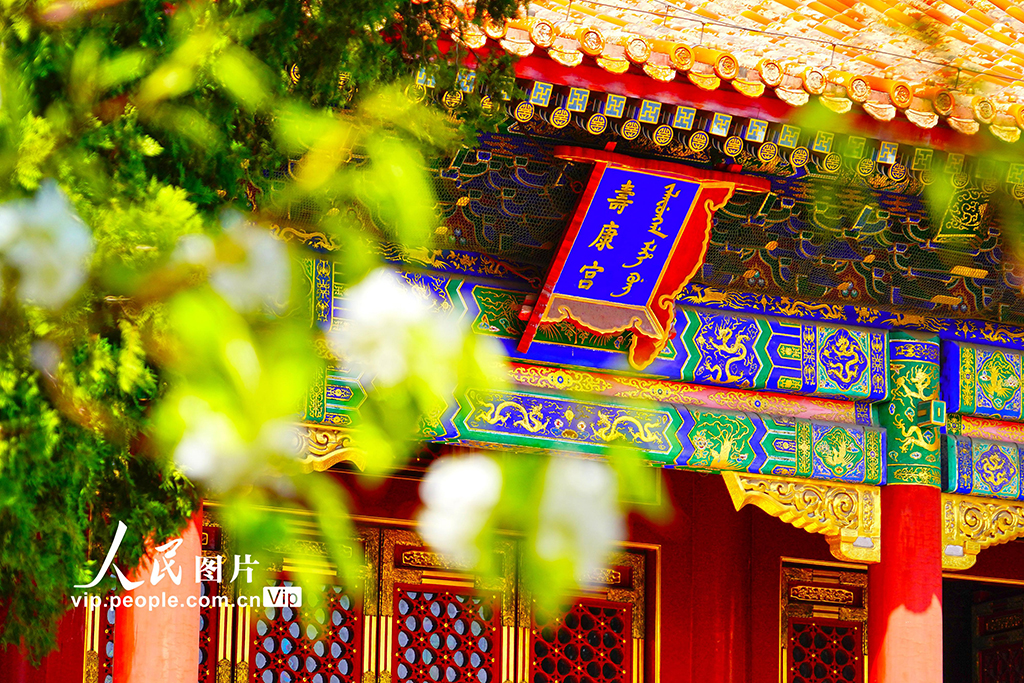 故宮各色春花競相綻放【2】