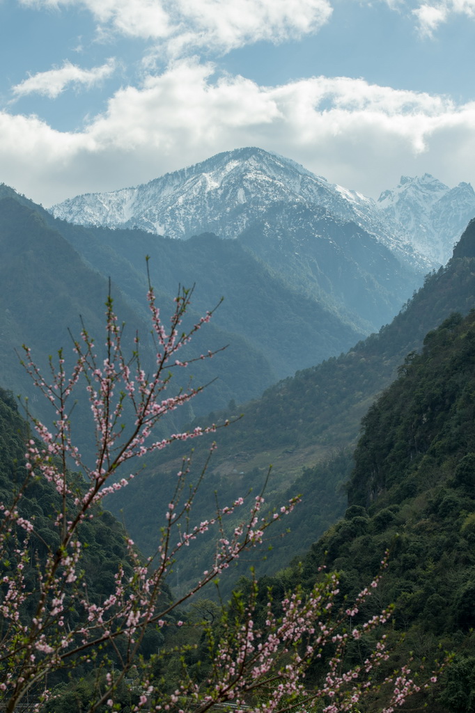 怒江州貢山縣霧里村盛開的櫻花與遠處的高黎貢山相映成趣（3月27日攝）。