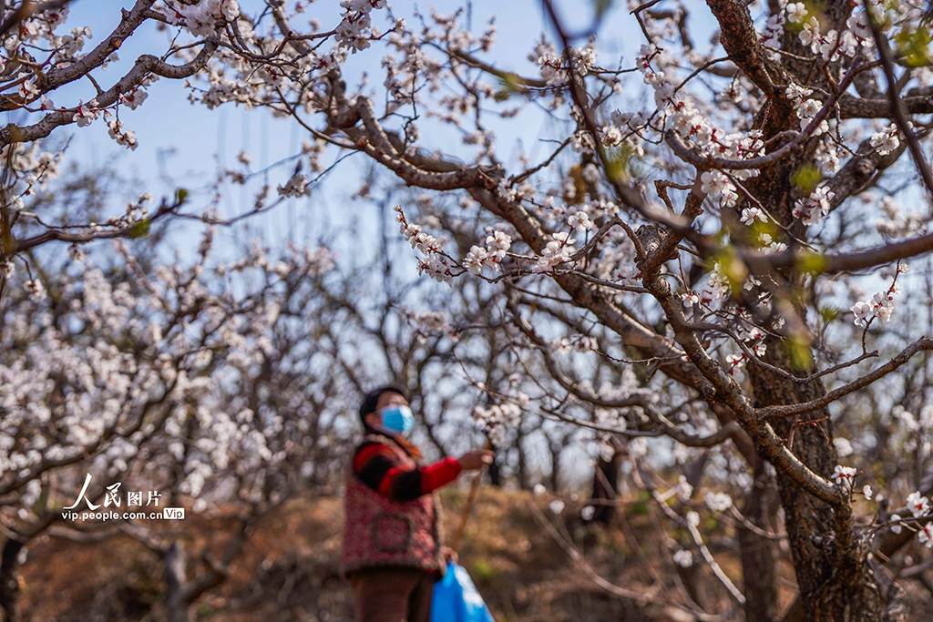 河北遵化：杏花盛開授粉忙【2】