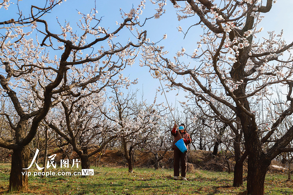 河北遵化：杏花盛開授粉忙【3】