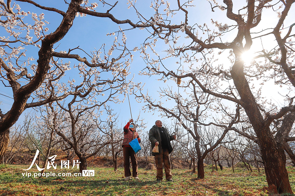 河北遵化:杏花盛開授粉忙【4】
