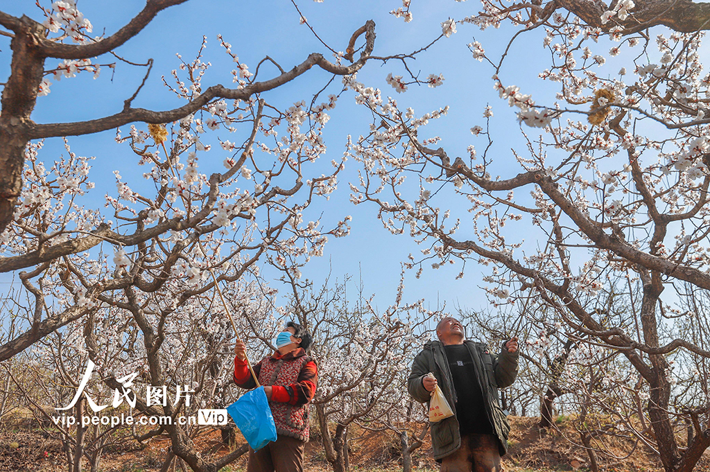 河北遵化:杏花盛開授粉忙【5】
