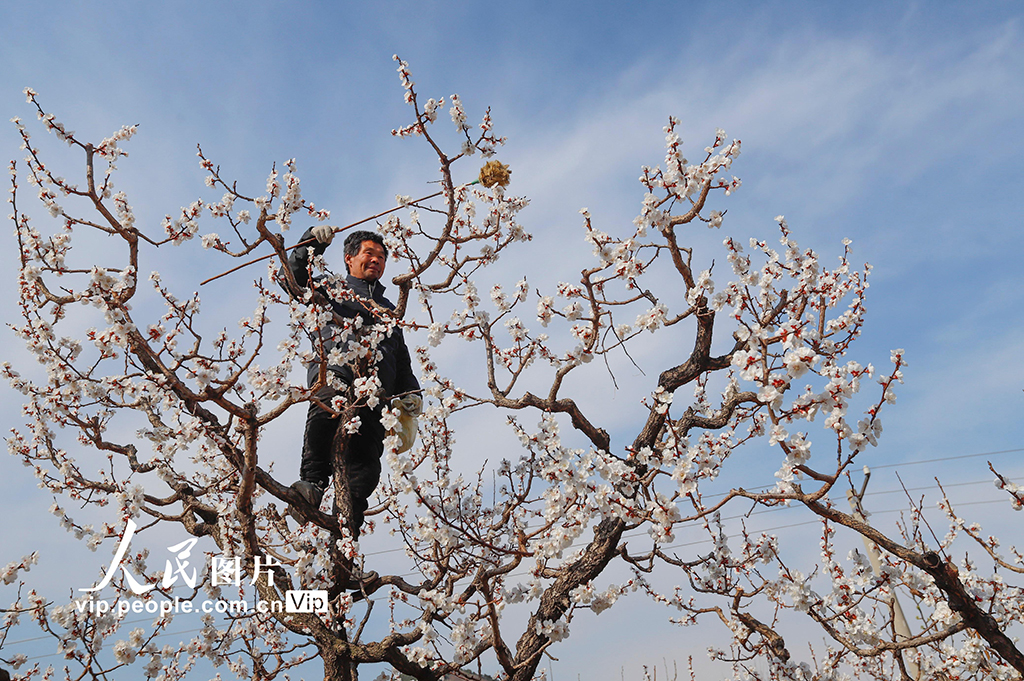 河北遵化：杏花盛開授粉忙【6】