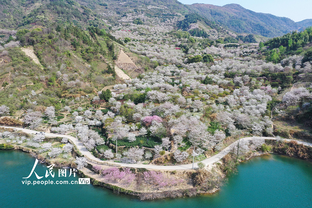 浙江嵊州：櫻花綻放【2】