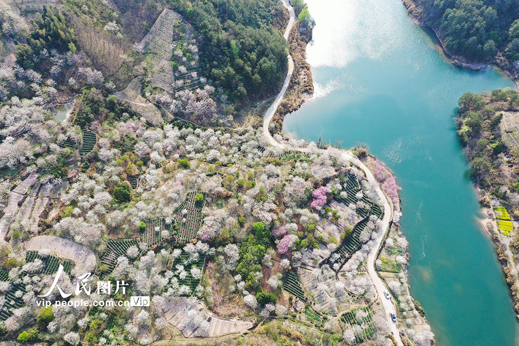 浙江嵊州：櫻花綻放【3】