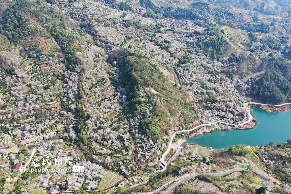 浙江嵊州：櫻花綻放【4】