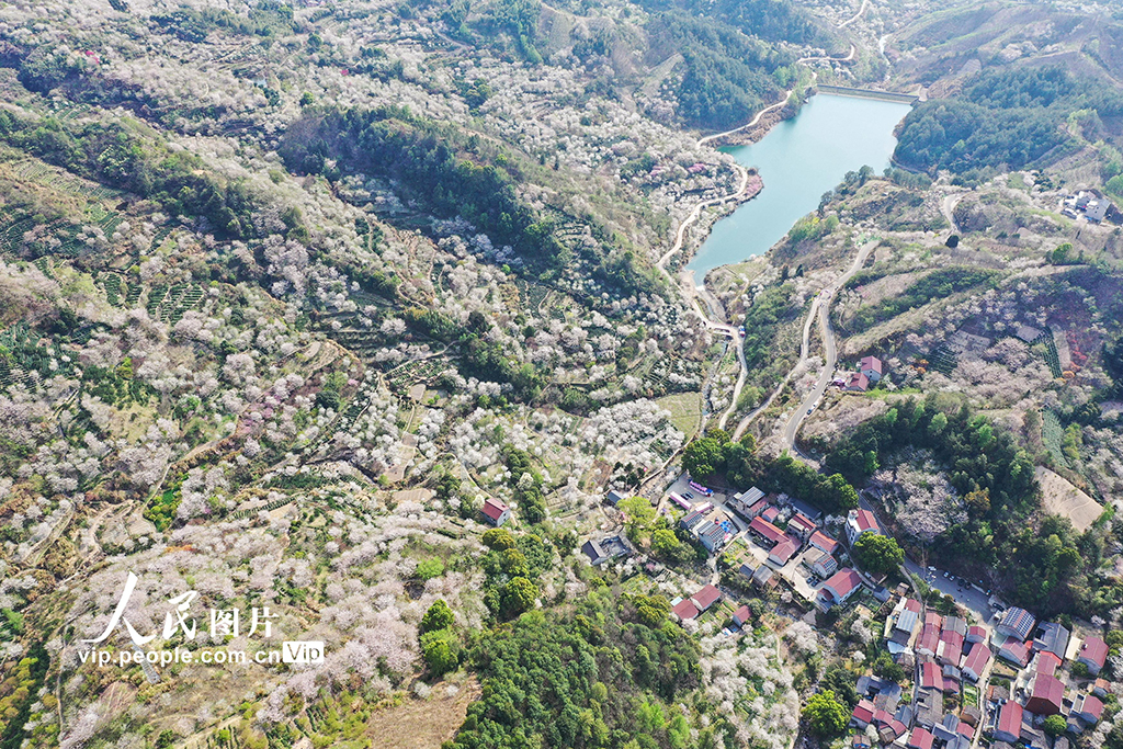 浙江嵊州：櫻花綻放【5】