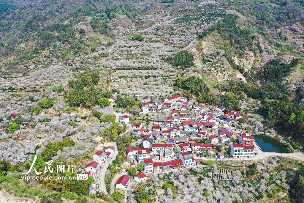 浙江嵊州：櫻花綻放【6】