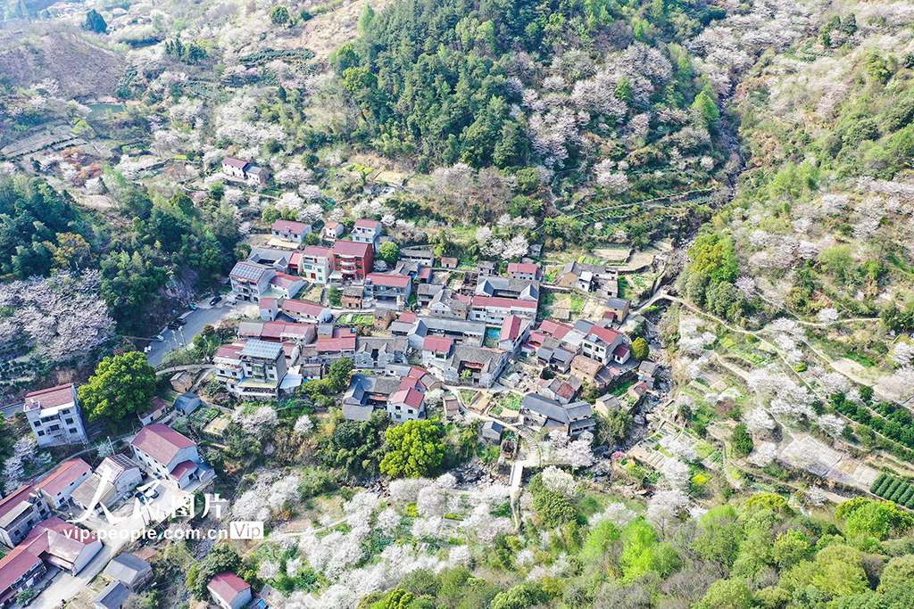 浙江嵊州：櫻花綻放【7】