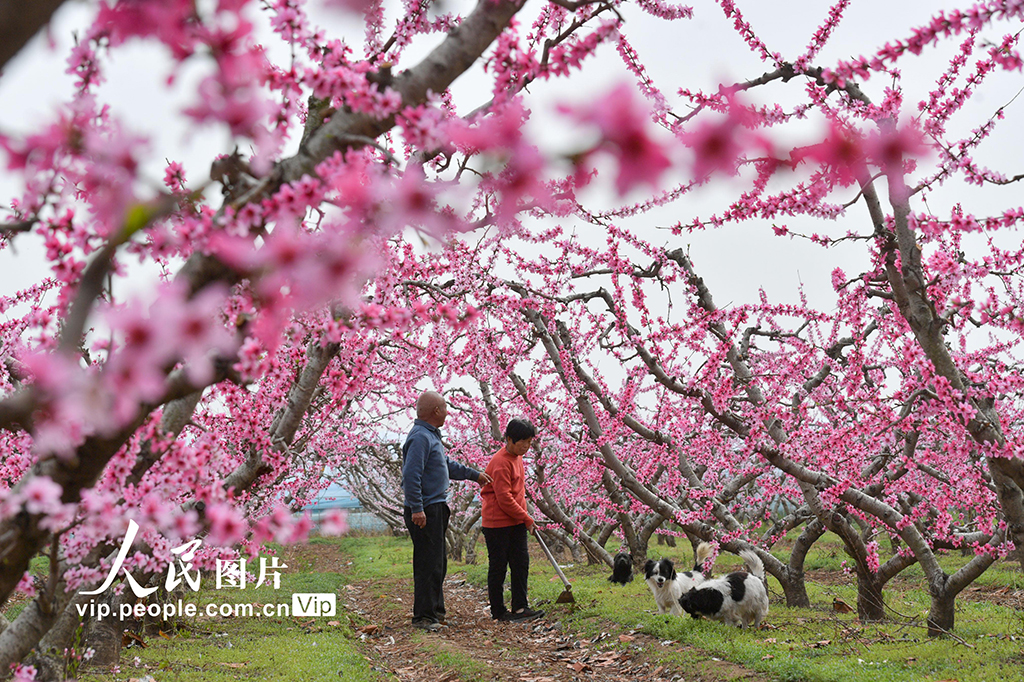 河南夏邑:花間勞作【2】