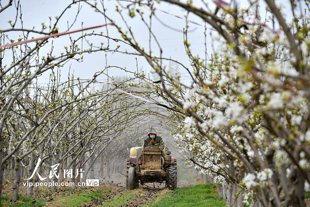河南夏邑:花間勞作【3】