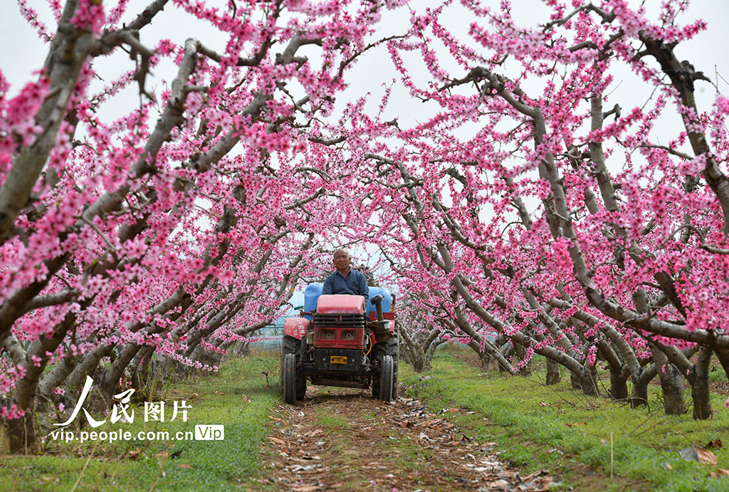 河南夏邑:花間勞作【4】