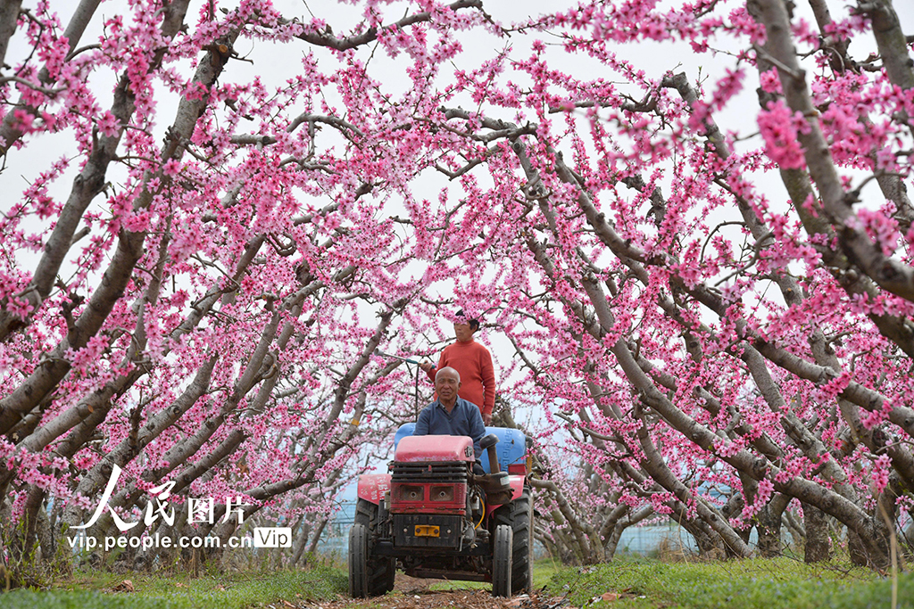河南夏邑:花間勞作【5】