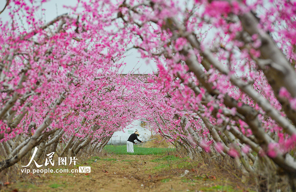 河南夏邑:花間勞作【6】