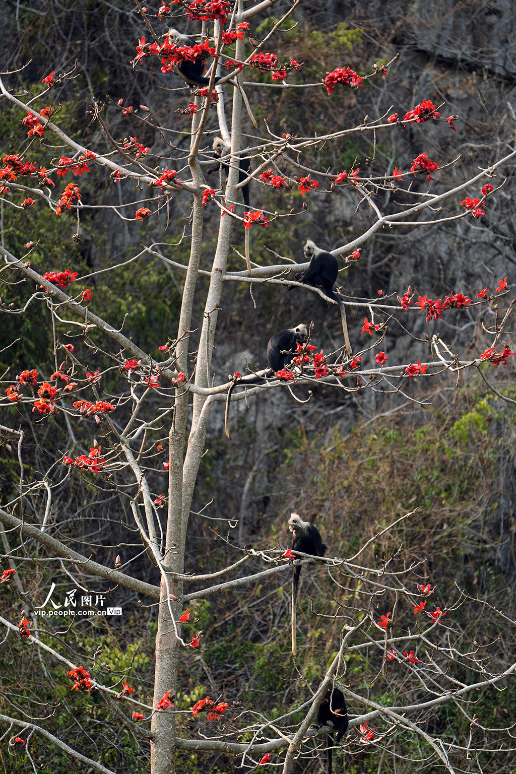 廣西崇左:木棉花與白頭葉猴相映成趣【6】